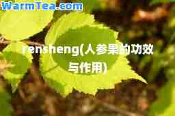 rensheng(人参果的功效与作用)