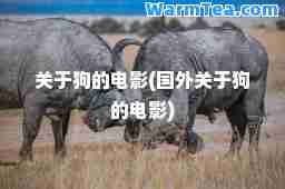 关于狗的电影(国外关于狗的电影)
