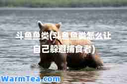 斗鱼鱼类(斗鱼鱼类怎么让自己躲避捕食者)