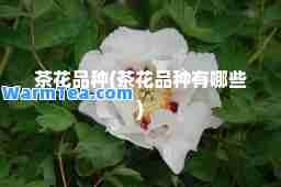 茶花品种(茶花品种有哪些)