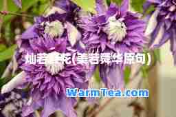 灿若夏花(美若舜华原句)
