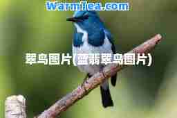翠鸟图片(蓝翡翠鸟图片)