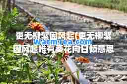 更无柳絮因风起(更无柳絮因风起唯有葵花向日倾意思)