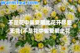 不是花中偏爱菊此花开尽更无花(不是花中偏爱菊此花开尽更无花是什么季节)