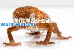 地羊(地羊是什么动物图片)