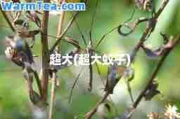 超大(超大蚊子)