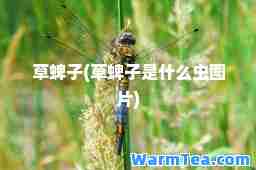 草蜱子(草蜱子是什么虫图片)