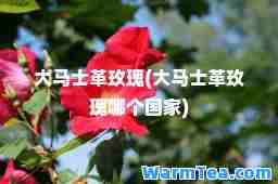 大马士革玫瑰(大马士革玫瑰哪个国家)