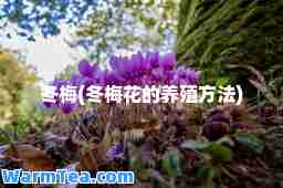 冬梅(冬梅花的养殖方法)