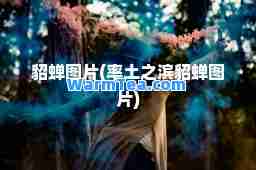 貂蝉图片(率土之滨貂蝉图片)