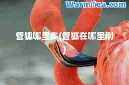 管狐哪里多(管狐在哪里刷)
