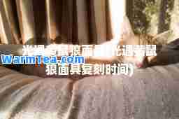 光遇黄鼠狼面具(光遇黄鼠狼面具复刻时间)