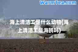 海上清洁工是什么动物(海上清洁工是海鸥吗)