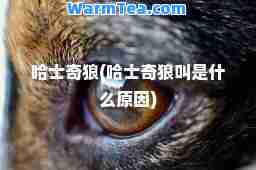 哈士奇狼(哈士奇狼叫是什么原因)
