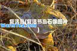 复活岛(复活节岛石像图片)