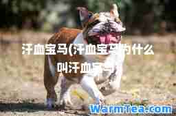 汗血宝马(汗血宝马为什么叫汗血宝马)