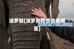 波罗斯(波罗斯和饿狼谁厉害)
