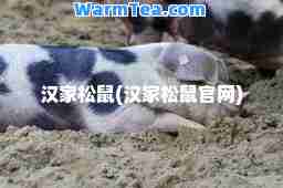 汉家松鼠(汉家松鼠官网)