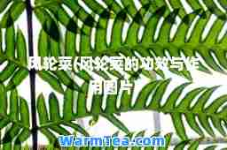 风轮菜(风轮菜的功效与作用图片)