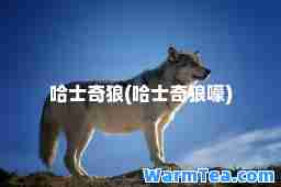 哈士奇狼(哈士奇狼嚎)
