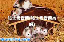 哈士奇智商(哈士奇智商高吗)