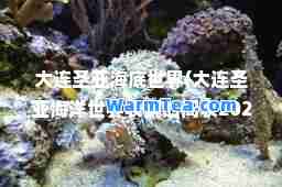 大连圣亚海底世界(大连圣亚海洋世界表演时间表2023)