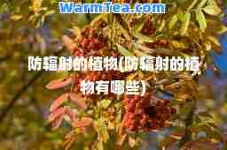 防辐射的植物(防辐射的植物有哪些)