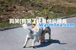 狗哭(狗哭了代表什么预兆)