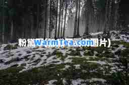 粉黛草(粉黛草高清图片)