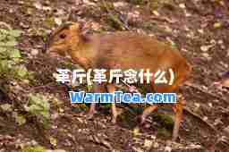 革斤(革斤念什么)