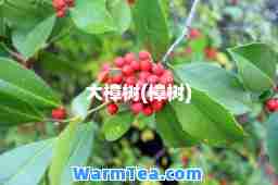 大樟树(樟树)