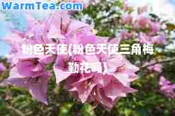粉色天使(粉色天使三角梅勤花吗)