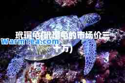 玳瑁龟(玳瑁龟的市场价三十万)