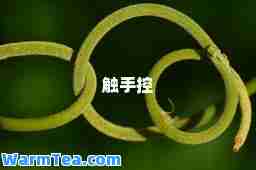 触手控