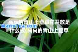 高高的青山上萱草花开放是什么歌(高高的青山上萱草花开放是什么歌舞蹈)