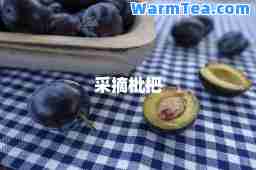 采摘枇杷