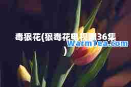 毒狼花(狼毒花电视剧36集)