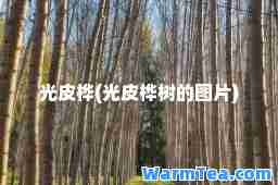 光皮桦(光皮桦树的图片)