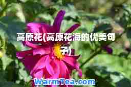 高原花(高原花海的优美句子)