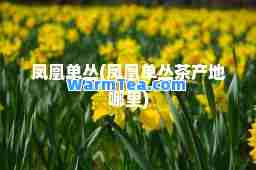 凤凰单丛(凤凰单丛茶产地哪里)