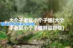 大个子老鼠小个子猫(大个子老鼠小个子猫好词好句)