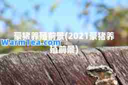 豪猪养殖前景(2021豪猪养殖前景)
