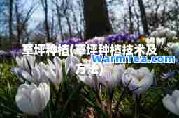 草坪种植(草坪种植技术及方法)