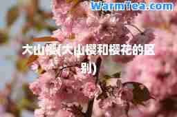 大山樱(大山樱和樱花的区别)