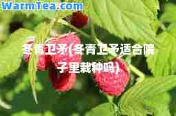 冬青卫矛(冬青卫矛适院子里栽种吗)