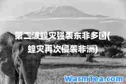 第二波蝗灾强袭东非多国(蝗灾再次侵袭非洲)