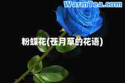 粉蝶花(苍月草的花语)