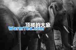 顶楼的大象
