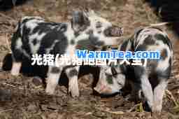 光猪(光猪跑图片大全)