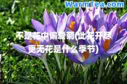 不是花中偏爱菊(此花开尽更无花是什么季节)